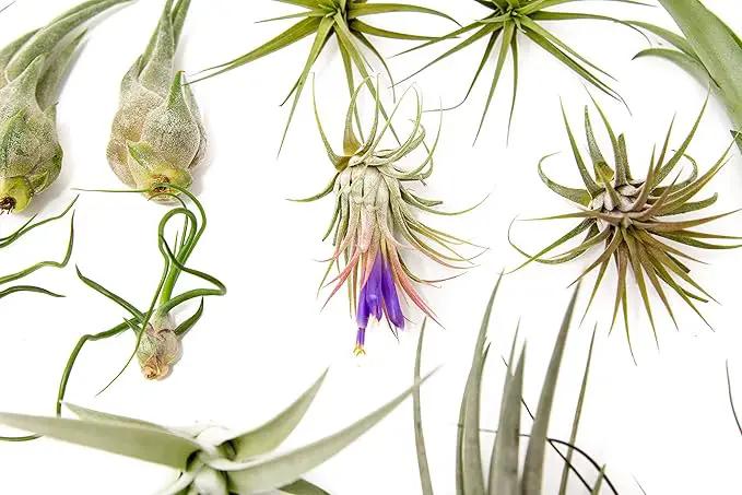 25 Grab Bag Pack Small & Medium Air Plants - Fertilizer Packet - Wholesale - Bulk - Live Tillandsia - Easy Care House Plant - Succulents by GreenHaven Gardens