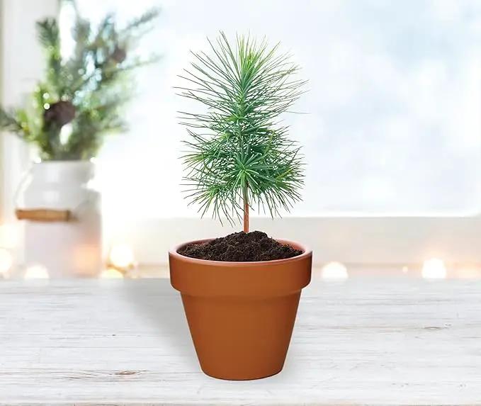 BUZZY Seeds Spruce Terracotta Mini Grow Pots | Tree Starter Kit for Kids & Adults | Bulk 20-Pack | Guaranteed to Grow | Best Indoor Grow Your Own Gardening Gift | Craft & Classroom Projects by GreenHaven Gardens