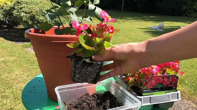 Begonia Potting Mix - Promote Strong Roots and Stunning Blooms with Our Premium Blend - 4 Quart by GreenHaven Gardens