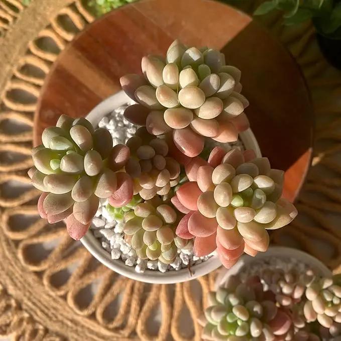 Sedum Caviar Rare Live Succulent Plants, Pink Cluster 3 Live Plant, Package Without Pot Soil, Garden Indoor Office Desk, Wedding Party Baby Shower Decoration, Friend Plant Lovers Gifts by GreenHaven Gardens