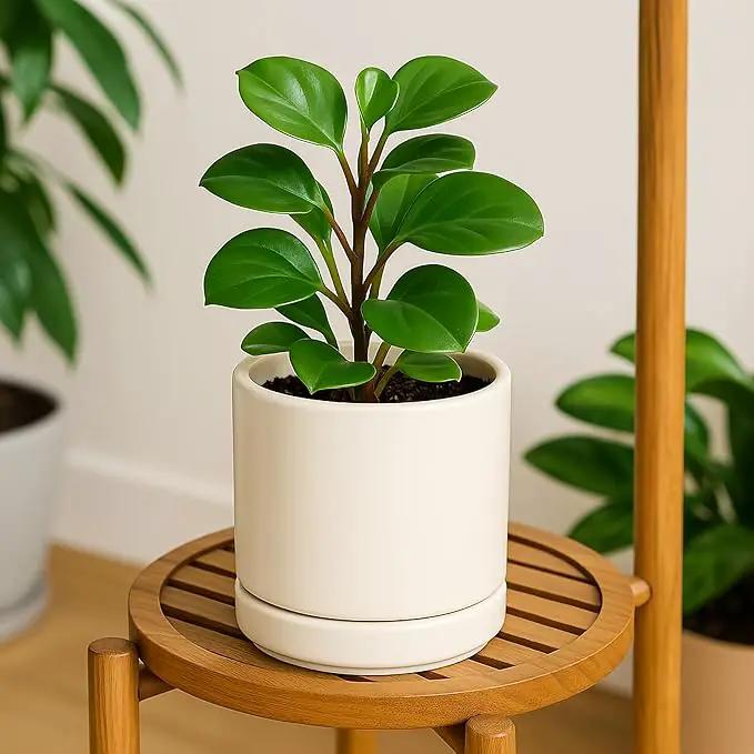 D'vine Dev Set of 2 Plants Pots, 6.5 Inch Ceramic Planter Pot for Plants with Drainage Hole and Saucer, Oatmeal, 94-V-C-8 by GreenHaven Gardens