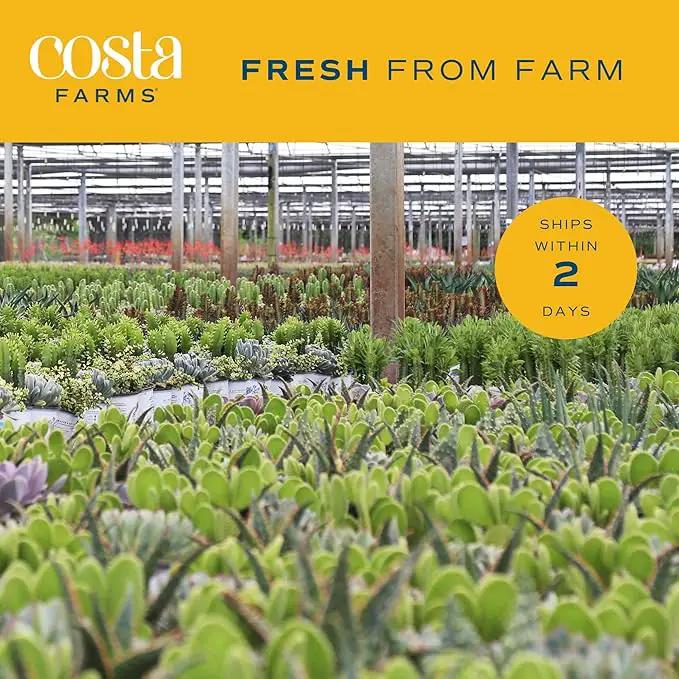 Costa Farms Aloe Vera Plant, Live Succulent, Easy Care Indoor Houseplant in Grower Pot, Room Air Purifier, Tabletop, Office, Desk or Home Décor, Housewarming, Garden Gift, 10-Inches Tall by GreenHaven Gardens