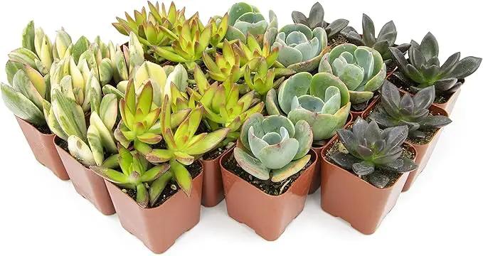 Succulents Plants Live (20PK) Potted Succulent Plants Live House Plants, Cactus Plants Live Plants Indoor Plants Live Houseplants, Indoor Plant Succulents Live Plant House Plant by Plants for Pets by GreenHaven Gardens