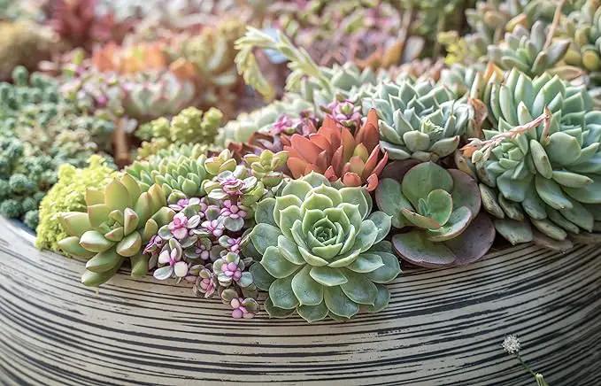 Altman Plants, Live Succulents Plants (50 Pack), Nursery Pots Variety Pack, Bulk Succulents Plants Live Plants Indoor Plants Live House Plants Indoors Live Indoor Plants Live Houseplants Live Indoor by GreenHaven Gardens