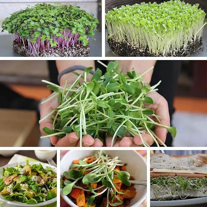 Buckwheat Seeds - 25 Lb Bulk ~300,000 Seeds - Organic, Non-GMO, Whole (Shell On) - Grow Buck Wheat Microgreens, Lettuce by GreenHaven Gardens