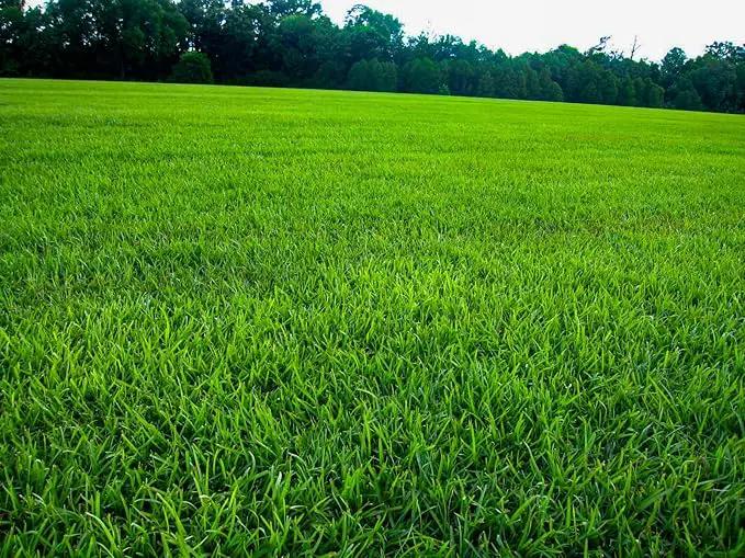 Lawnifi Santee Centipede Grass Seeds for Lawn, 2 lbs Covers 4,000 Sq Ft by GreenHaven Gardens