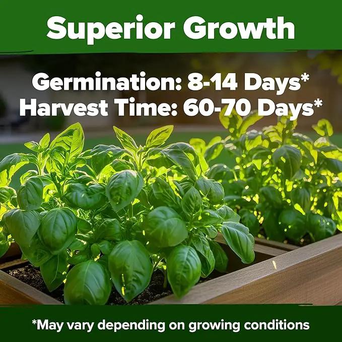 HOME GROWN 𝗨𝗦𝗔 𝗣𝗥𝗘𝗠𝗜𝗨𝗠 Italian Basil Seeds Bulk Pack 1,424 Sweet Large Leaf Basil Seeds for Planting 𝗡𝗢𝗡-𝗚𝗠𝗢 and Heirloom Herb Seeds for Planting Indoors or Outdoors (Ocimum basilicum) by GreenHaven Gardens