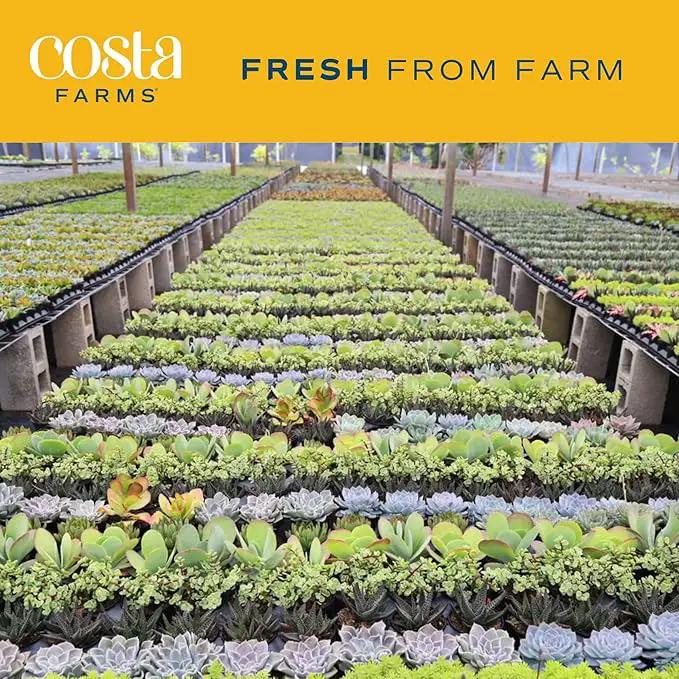 Costa Farms Haworthia Succulent, Easy to Grow Live Plant in Indoor Houseplant Pot, Potting Soil, 4-Inches Tall, Home & Room Decor by GreenHaven Gardens