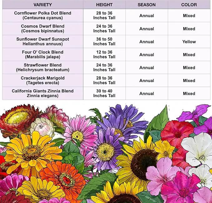 Seed Needs Garden Flower Seeds Large Blooms Mix Hummingbird and Butterfly | 10 Packs (1 Ounce Each) No Filler 7 Varieties Open Pollinated | Resealable Package Live Wild Flower Seed | Bulk by GreenHaven Gardens