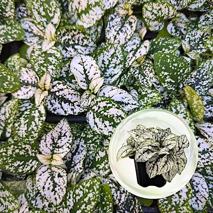 Polka Dot Plant (4-Pack) - Live Houseplants, Small Indoor Plants, Hypoestes White- Colorful, Air-Purifying House Plants by GreenHaven Gardens