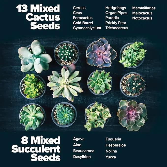 HOME GROWN Succulent & Cactus Seed Kit for Planting – [Enthusiasts Favorites] Premium Cactus & Succulent Starter Kit: 4 Planters, Drip Trays, Markers, Seeds Mix, Soil - DIY Gift Kits by GreenHaven Gardens