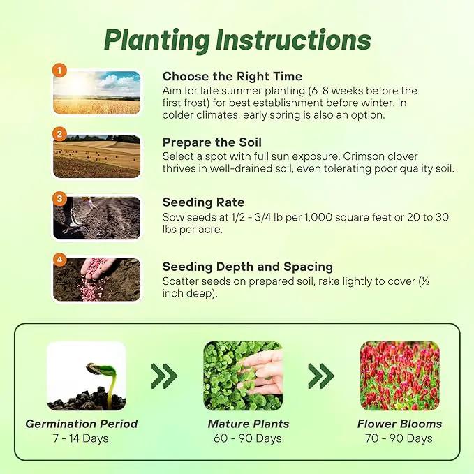 Outsidepride Crimson Clover Seeds - 40 lbs. Annual, Nitrocoated, & Inoculated Ground Cover Seeds, Ideal Clover Seed for Lawn, Cover Crop, Pasture, Hay, Green Manure & Wildlife Forage by GreenHaven Gardens
