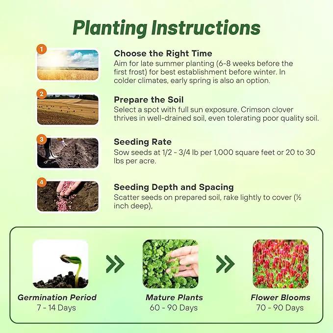 Outsidepride Crimson Clover Seeds - 5 lbs. Annual, Nitrocoated, & Inoculated Ground Cover Seeds, Ideal Clover Seed for Lawn, Cover Crop, Pasture, Hay, Green Manure & Wildlife Forage by GreenHaven Gardens