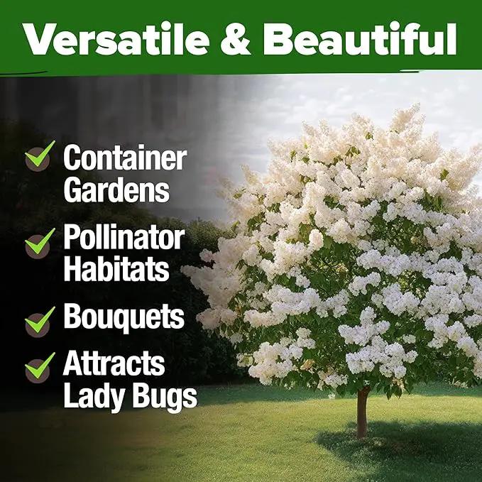 HOME GROWN 𝗨𝗦𝗔 53 White Lilac Flower Seeds Non-GMO, Heirloom Tree Seeds for Planting, Fragrant Flowering Tree Seeds for Landscaping, Pollinator Gardens, and Ornamental Borders (Syringa reticulata) by GreenHaven Gardens