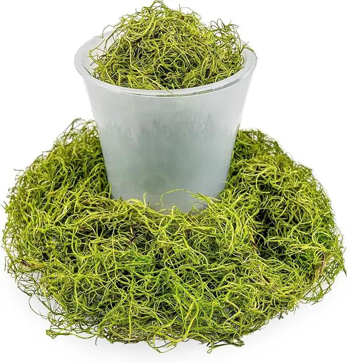 Premium Spanish Moss in Spring Green| Natural Preserved - Great Ground Cover - Filler for Potted Plants - by GARDENERA - 2 Quart Bag by GreenHaven Gardens