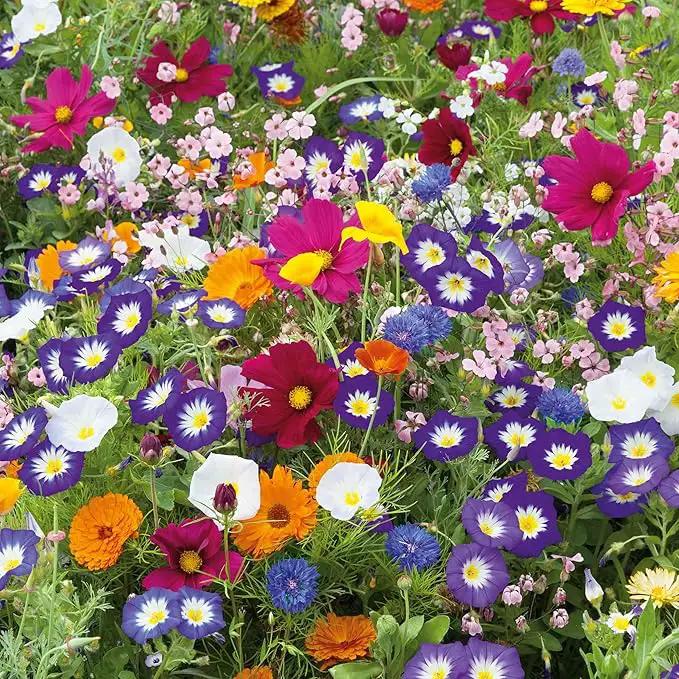 Eden Brothers Royal Meadow Flower Mixed Seeds for Planting, 1/4 lb, 120,000+ Seeds with Morning Glory, African Daisy | Attracts Pollinators, Plant in Spring or Fall, Zones 3, 4, 5, 6, 7, 8, 9, 10 by GreenHaven Gardens