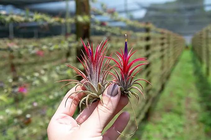 Air Plants Ionantha Mexican - Colors and Shape Varies Due to Seasonality-Live Tillandsia Succulent House Plants - Available in Wholesale and Bulk - Home and Garden Decor-Easy Care Plants (Pack of 5) by GreenHaven Gardens