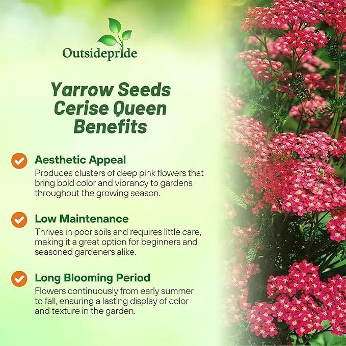 Outsidepride Cerise Queen Yarrow Seeds – 5000 Pcs. Perennial, Versatile, Clump-Forming, & Drought Tolerant Flower Seeds for Planting Fragrant & Vibrant Blooms, Ideal for Pollinator Gardens by GreenHaven Gardens