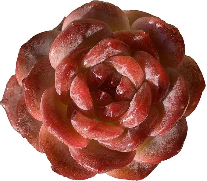 FWPP Live Succulents Plants Echeveria Snow Lotus 2 inches,Rare red Succulents Bare Root Without Pot Soil, Live Plants Indoor Office Decoration Wedding and Gift by GreenHaven Gardens
