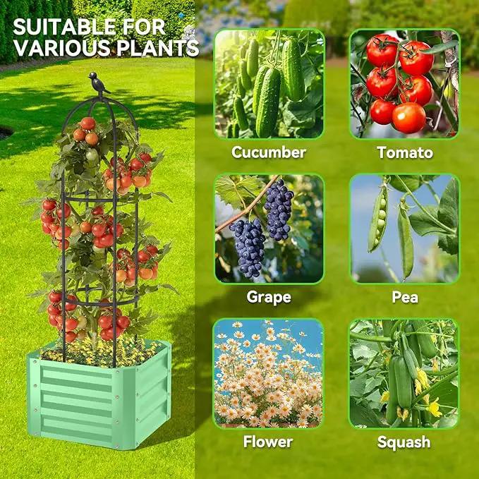 1Pack Raised Garden Beds Outdoor, Galvanized Metal Raised Garden Bed with Trellis, 16x16x60inch Tomato Cage Planters Box with Trellis for Climbing Plants Vegetable Vine Flowers by GreenHaven Gardens