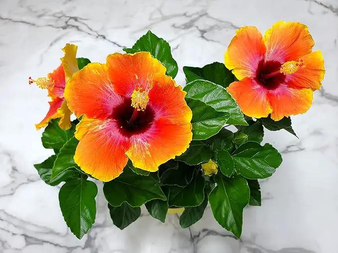 Fiesta Hibiscus Bush - Live Hibiscus Flowering Plant - Tropical Flower Plant - 1 Gallon Planter - Overall Height 10" to 14" - Tropical Plants of Florida (Plant Only) by GreenHaven Gardens