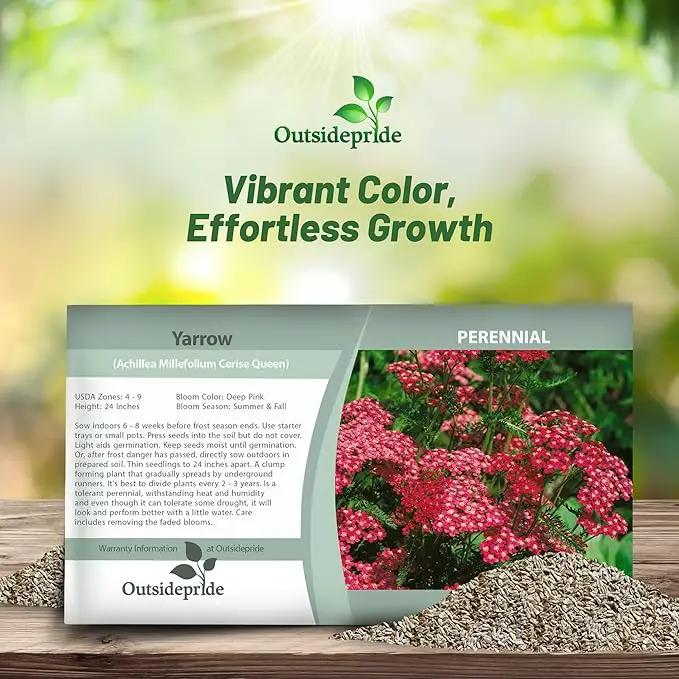 Outsidepride Cerise Queen Yarrow Seeds – 5000 Pcs. Perennial, Versatile, Clump-Forming, & Drought Tolerant Flower Seeds for Planting Fragrant & Vibrant Blooms, Ideal for Pollinator Gardens by GreenHaven Gardens