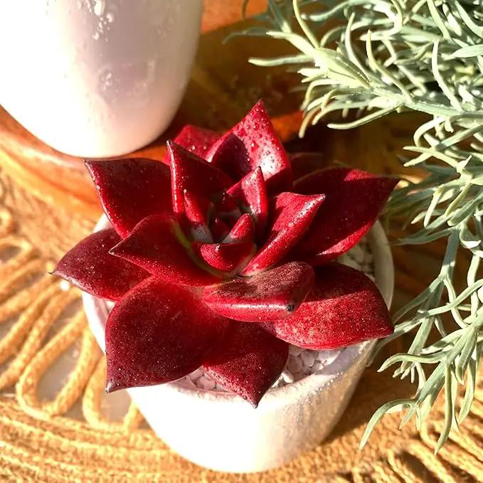 FWPP Live Succulents Plants Echeveria Agavoides v Romeo Rubin 3 inches,Rare red Succulents Bare Root Without Pot Soil, Live Plants Indoor Office Decoration Wedding and Gift by GreenHaven Gardens