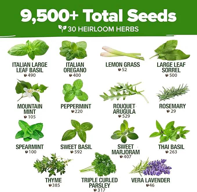HOME GROWN 30 Herb Seeds for Planting 9,500+ Non-GMO Heirloom Seeds | Extra Large Variety Pack Herb Kit – Indoor Outdoor & Hydroponic | Culinary Seed Set | Grow Your Own Herbs | Gardening Gift by GreenHaven Gardens
