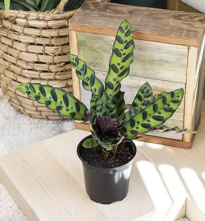 Calathea Prayer Plants Live House Plants Kit (4 PK), Calathea Plant Live Indoor Plants Live Houseplants, Live House Plants Indoors Live Plants Indoor, Live Indoor House Plants Live by Plants for Pets by GreenHaven Gardens