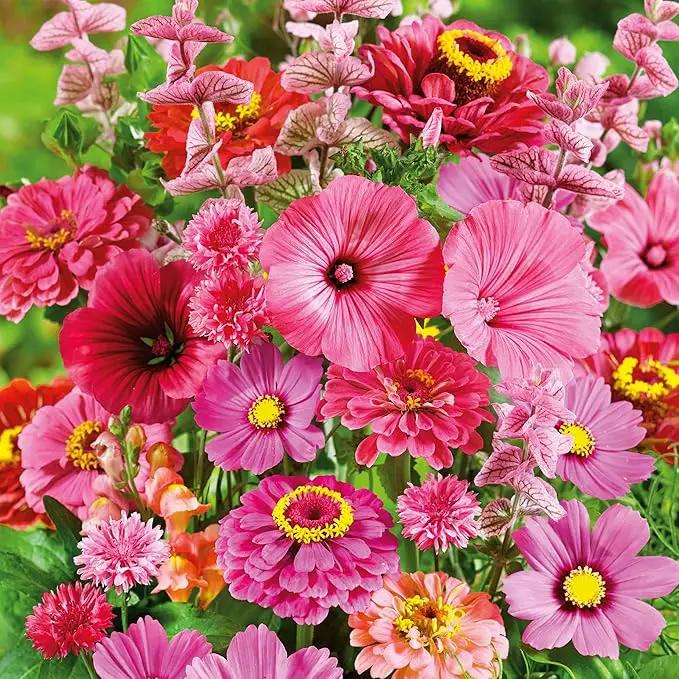 Eden Brothers Pink Perfection Flower Mixed Seeds for Planting, 5 lb, 2,400,000+ Seeds with Zinnia, Cosmos Versailles | Attracts Pollinators, Plant in Spring or Fall, Zones 3, 4, 5, 6, 7, 8, 9, 10 by GreenHaven Gardens