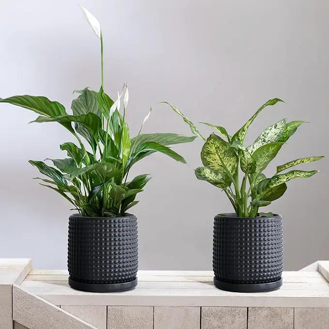 D'vine Dev Set of 2 Ceramic Plants Pots, 6 Inch Beaded Stoneware Flower Pot for Plants with Drainage Hole and Saucer, Ebony Matte, 27-E-X-6 by GreenHaven Gardens