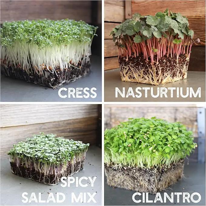 12 Variety Pack Microgreens Seeds Kit - Broccoli Seeds for Sprouting Plus Purple Radish Seeds, Beet, Sunflower Microgreens Seeds, Peas, Shiso, Cilantro, Beet, Pak Choi, Korean Shiso, Cress & More by GreenHaven Gardens