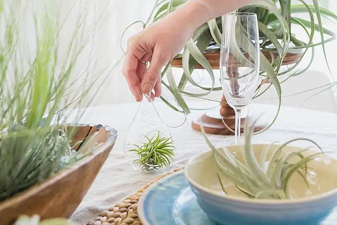 12 Pack Air Plants Red Abdita Tillandsia - Medium Air Plants Live Variety Pack - Live Succulent House Plant - Home Holders and Garden Decor - Easy Care Indoor and Outdoor Plants by GreenHaven Gardens