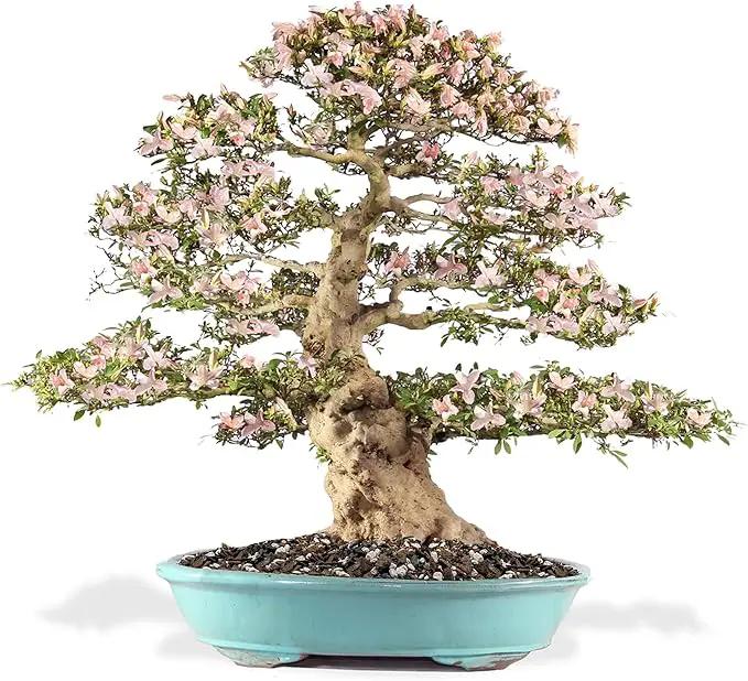 Premium Bonsai Soil All Purpose Fast Draining Mix - Pumice, Lava, Calcined Clay and Pine Bark Potting Pre Mixed Bonsai Plant Soil Mixture by GARDENERA - Made in USA - (3 Quart Bag) by GreenHaven Gardens