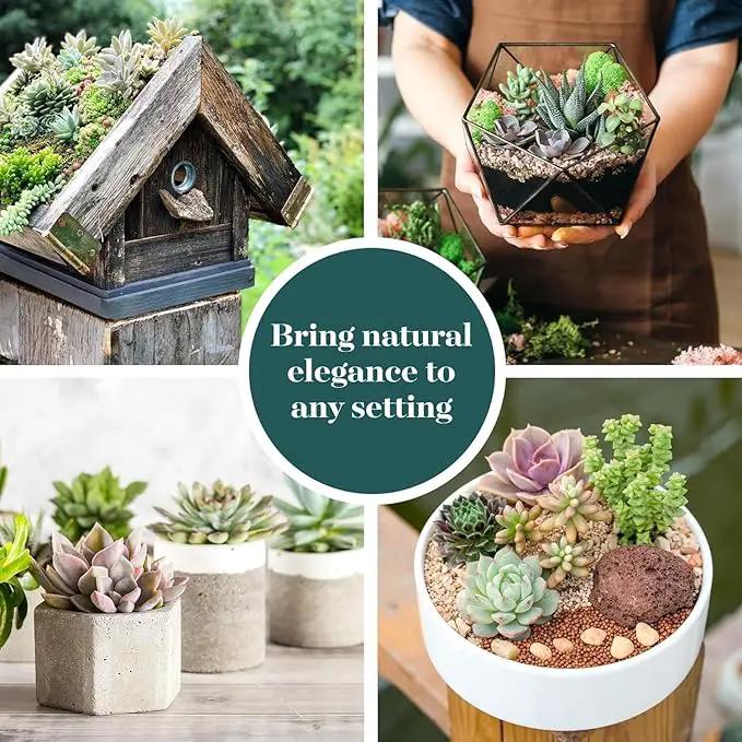 Shop Succulents Endless Summer Succulent Pack Collection - Live Mini Succulent Plants, Low Maintenance, Colors & Textures - Wedding and Party Favors, Gift & Garden, Pack of 20 by GreenHaven Gardens