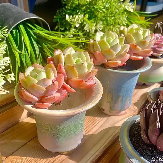 FWPP Live Succulents Plants Echeveria Love Song 2 Heads 3 inches,Rare Succulents Bare Root Without Pot Soil, Live Plants Indoor Office Decoration Wedding and Gift by GreenHaven Gardens