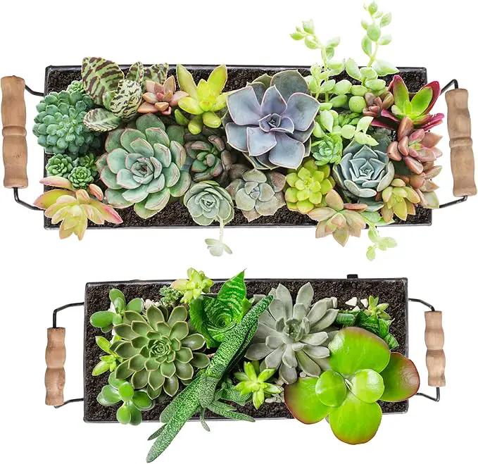 Galvanized Metal Trough Succulent Planter Farmhouse Metal Tray Rustic Tabletop Centerpiece Décor Set of 2 by GreenHaven Gardens