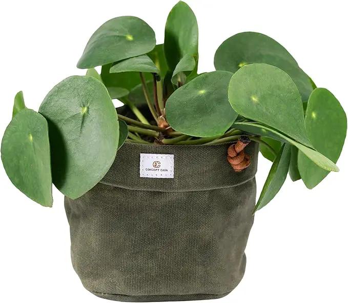 Waxed Canvas Handmade Hanging Planter for Indoor/Outdoor Plants, Hanging Basket Plant Holder Forest Green by GreenHaven Gardens