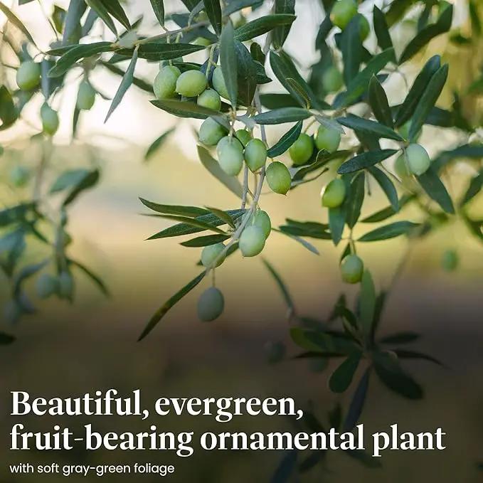 American Plant Exchange Live Arbequina Olive Tree, Fruit Bearing, Plant Pot for Home and Garden Decor, 5-Inch Pot, 1.5 Ft Tall by GreenHaven Gardens