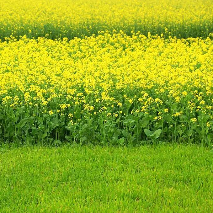 Outsidepride Black Mustard Seeds - 5000 Pcs Nutrient-Rich, Flavorful Annual Microgreen Seeds for Planting, Easy-to-Grow, Ideal for Indoor & Outdoor Cultivation, Soil & Hydroponic Systems by GreenHaven Gardens