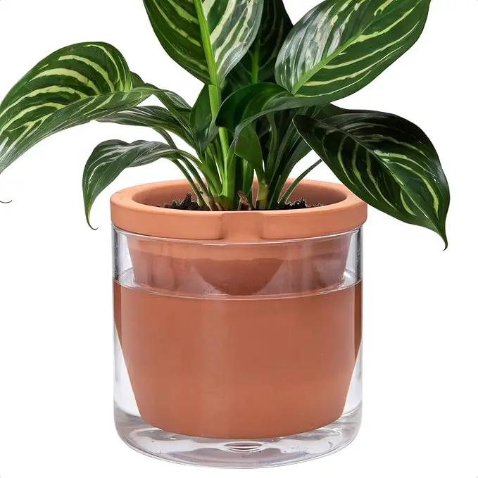 D'vine Dev 8 Inch Design Self Watering Pot for Indoor Plants, Terracotta Planter with Cylinder Glass Cup, 37-X-C-1 by GreenHaven Gardens