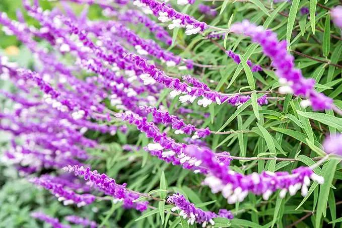 Salvia Mexican Sage Plants | 3 Live Seedlings | Salvia leucantha | Velvety Purple Flower Spikes | Drought Tolerant Landscape Perennial by GreenHaven Gardens