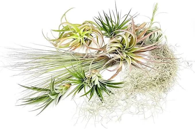 Holiday Hosting Gift Box Giant - 13ct -Tillandsia Air Plant Set - Live Arrival Guaranteed - House Plants for Home Decor & Gift by GreenHaven Gardens