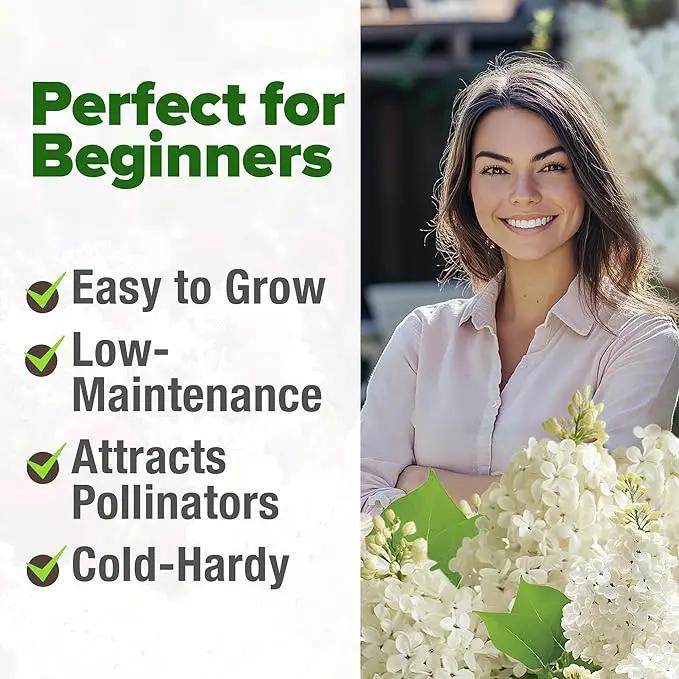 HOME GROWN 𝗨𝗦𝗔 53 White Lilac Flower Seeds Non-GMO, Heirloom Tree Seeds for Planting, Fragrant Flowering Tree Seeds for Landscaping, Pollinator Gardens, and Ornamental Borders (Syringa reticulata) by GreenHaven Gardens