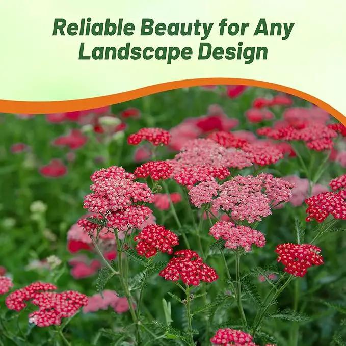 Outsidepride Cerise Queen Yarrow Seeds – 5000 Pcs. Perennial, Versatile, Clump-Forming, & Drought Tolerant Flower Seeds for Planting Fragrant & Vibrant Blooms, Ideal for Pollinator Gardens by GreenHaven Gardens