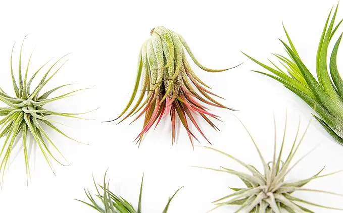 5 Pack Air Plants Assorted Tillandsia Ionantha - Live Succulent House Plants - Available in Wholesale and Bulk - Home and Garden Decor - Easy Care Indoor and Outdoor Plants by GreenHaven Gardens