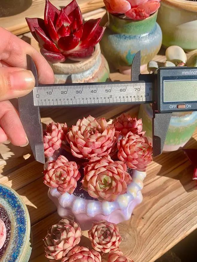 Echeveria Ben Badis Rare Live Succulent Plants, Red 4-5 Heads 3" Live Plant, Package Without Pot & Soil, Garden Indoor Office Desk, Wedding Party Baby Shower Decoration, Friend Plant Lovers Gifts by GreenHaven Gardens