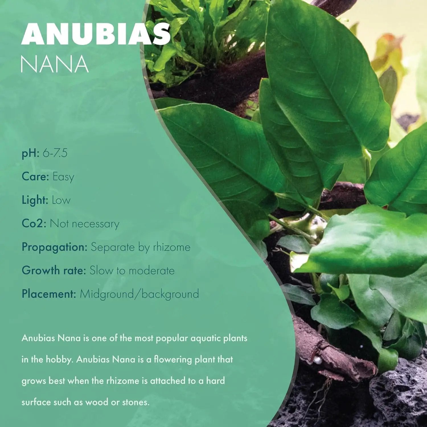 Anubias Live Aquarium Plants - Potted Freshwater Plant for Fish Tanks, Terrariums - Beginner Friendly Low Light (Nana, 1 Pot) by GreenHaven Gardens
