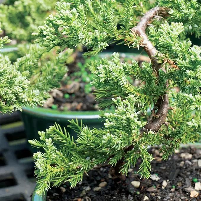 Brussel's Live Green Mound Juniper Outdoor Bonsai Tree - 3 Years Old; 4" to 6" Tall with Decorative Container - Not Sold in California by GreenHaven Gardens
