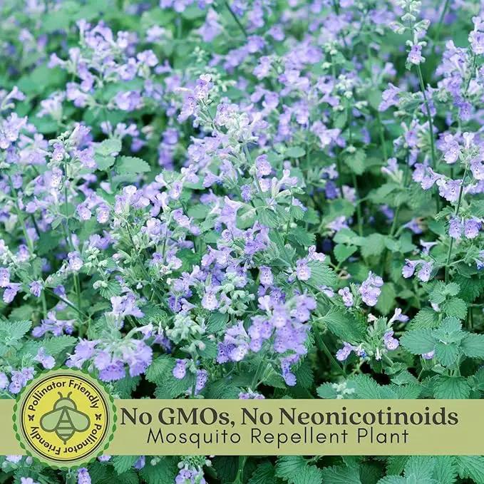 Clovers Garden Catmint (Nepeta) Plants – Two (2) Live Plants – Non-GMO - Not Seeds - Each 4" to 8" Tall – in 4" Inch Pots – Natural Mosquito Plant - Hardy Flowering Perennial Herb, Pollinator Favorite by GreenHaven Gardens